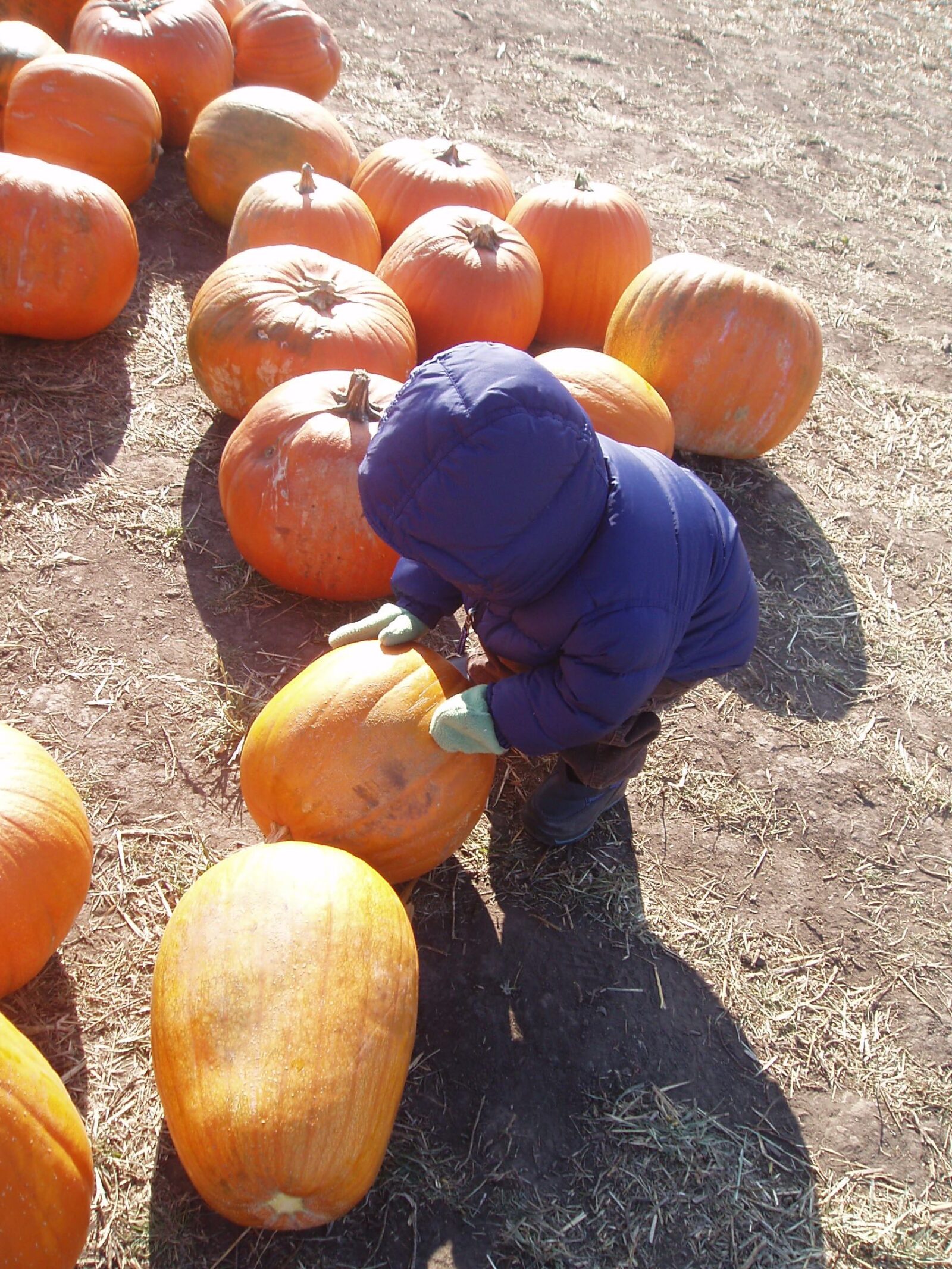Picking the Perfect Pumpkin - Share Your Stories - Family Photo Solutions