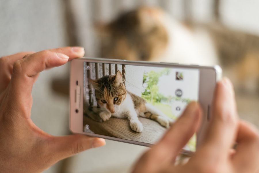 Woman taking picture of cat